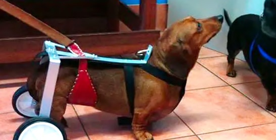 Dachshund carrying wheelchair — Holistic Animal Physiotherapy in Medowie NSW