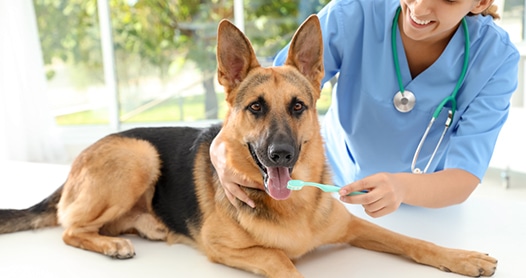 Doctor cleaning dog's teeth with toothbrush indoors — Animal Physiotherapy in Port Stephens NSW