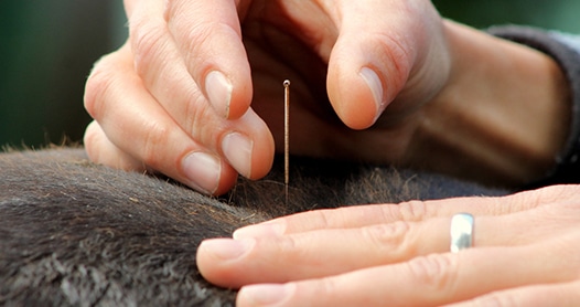 Acupuncture in a horse — Animal Physiotherapy in Maitland NSW
