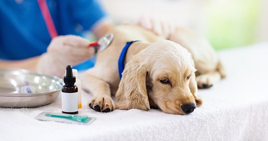 Vet examining dog — Animal Physiotherapy in Maitland NSW