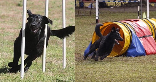 Dog on Training Program — Animal Physiotherapy in Maitland NSW