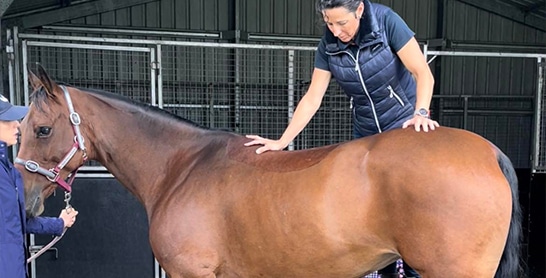 Veterinarian Comforting a Horse — Holistic Animal Physiotherapy in Medowie NSW