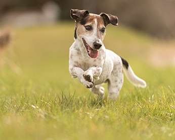 Jack Russell Terrier Jumping on Grass — Animal Acupuncture in Medowie NSW