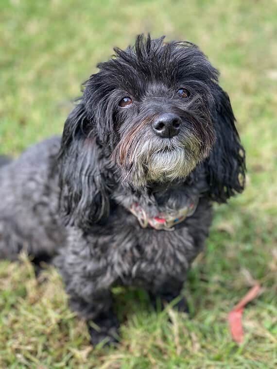 Chuck The Poodle Dog — Animal Physiotherapy in Port Stephens NSW