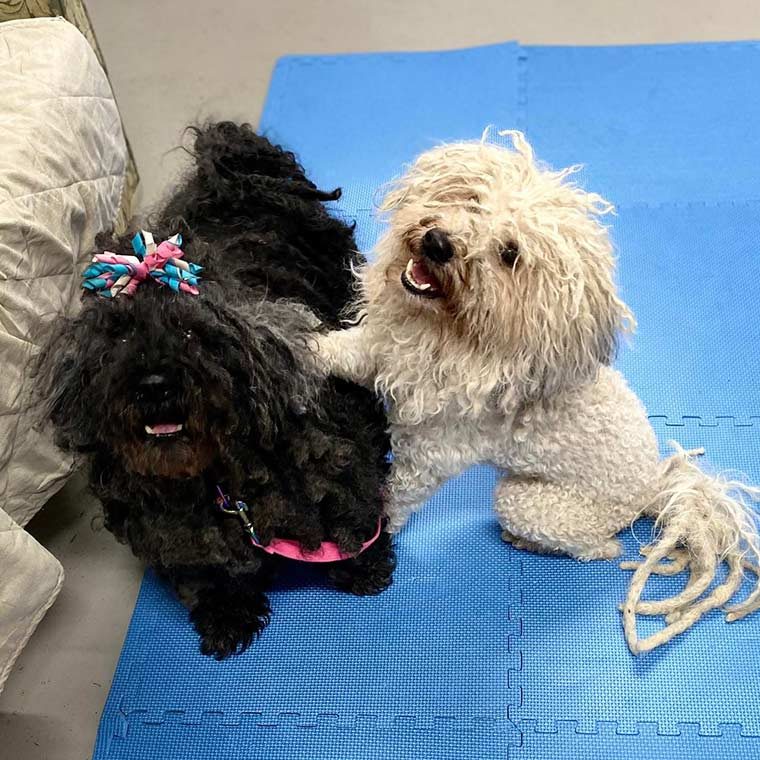 Two dogs having a final biomechanical work — Animal Acupuncture in Medowie NSW