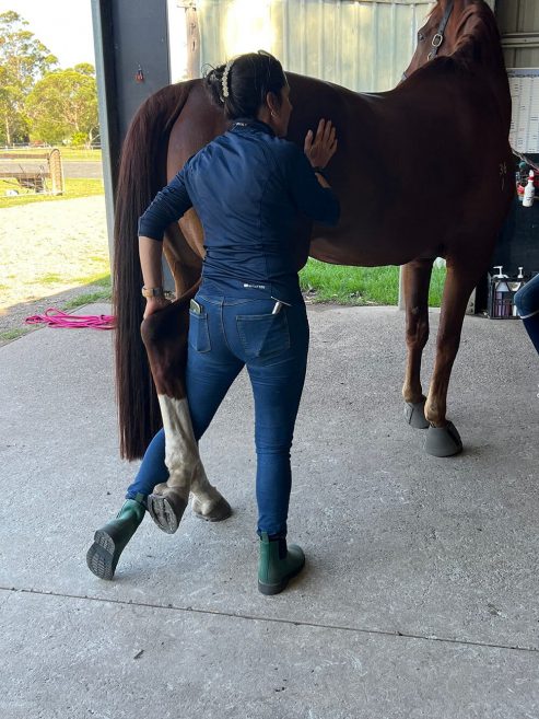 Woman Stretching the Horse's Leg — Animal Acupuncture in Medowie NSW