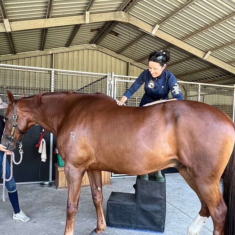 Lady Mounting on The Back of Horse — Mobile Equine Vet in Port Stephens