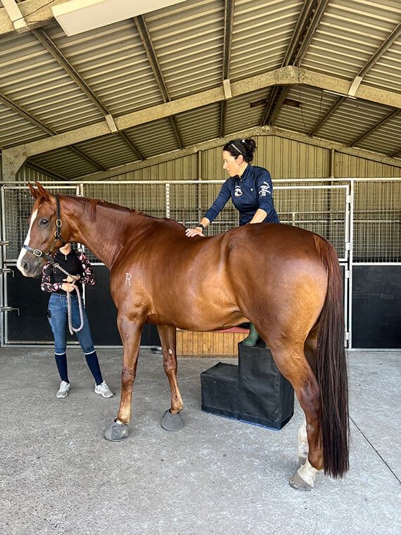 Ladies Standing Beside the Horse — Holistic Animal Physiotherapy in Medowie NSW