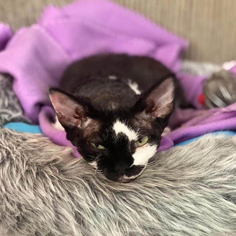 Cat at the Bed — Animal Physiotherapy in Newcastle NSW