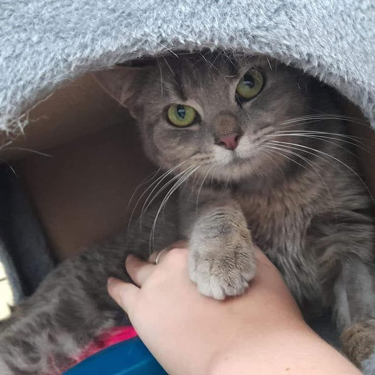 Cat Post-operative treatments — Animal Acupuncture in Medowie NSW