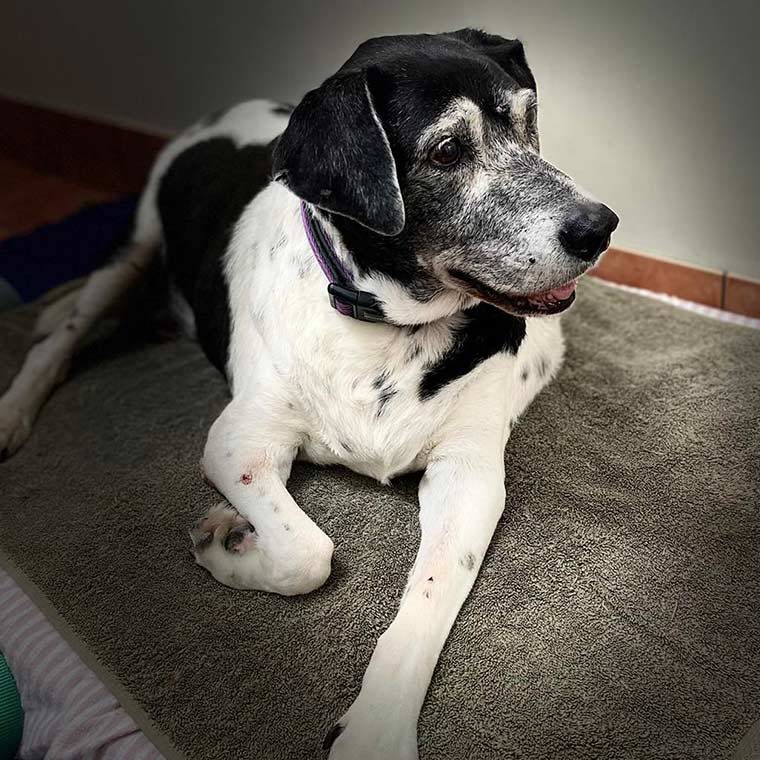 She has regular biomechanical work to help manage her arthritis — Animal Acupuncture in Medowie NSW