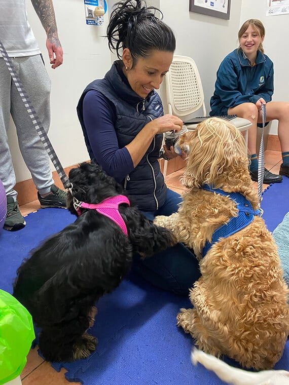 Woman Giving Treats to Dogs — Animal Acupuncture in Medowie NSW