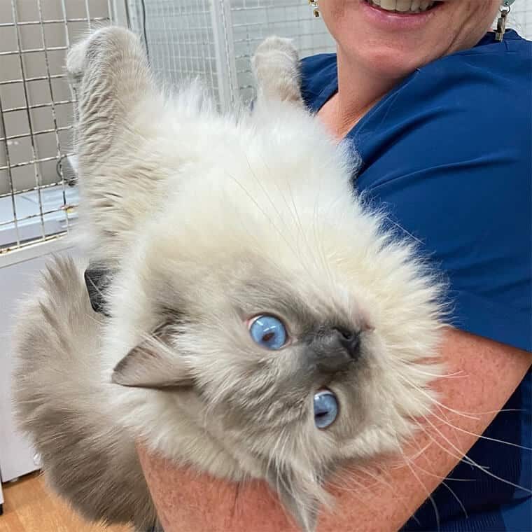 Himalayan Cat Named Vicky — Animal Physiotherapy in Port Stephens NSW