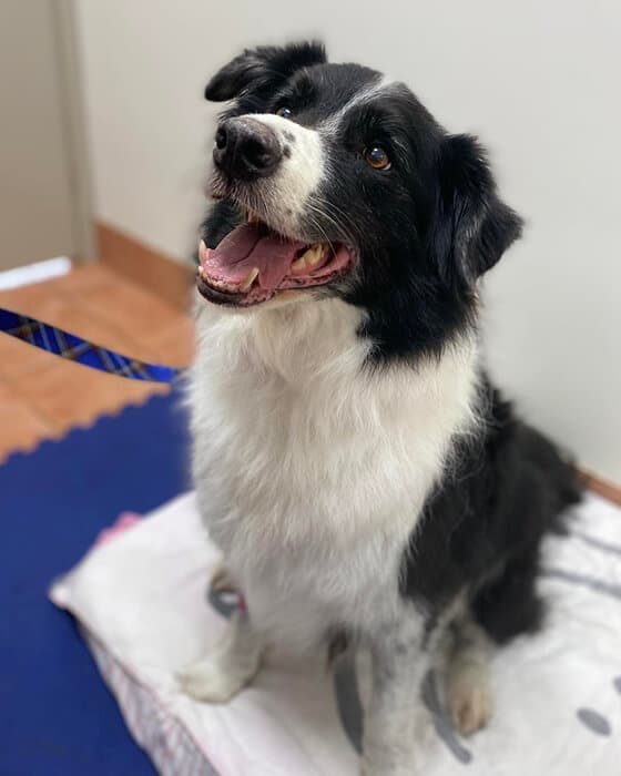Smiling Border Collie Dog — Animal Physiotherapy in Maitland NSW