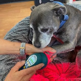Dog having a Laser Treatment — Holistic Animal Physiotherapy in Medowie NSW