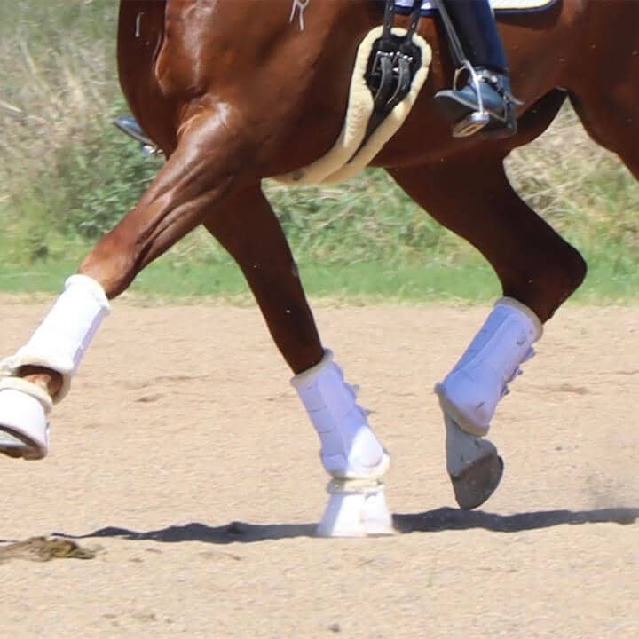 Horse's Feet — Animal Physiotherapy in Port Stephens NSW