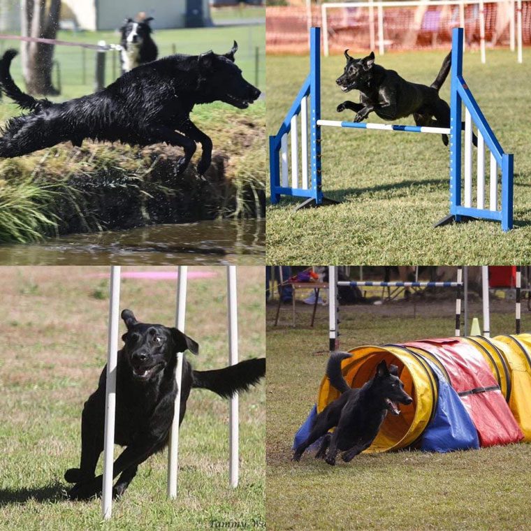 Performance Dogs — Animal Acupuncture in Medowie NSW