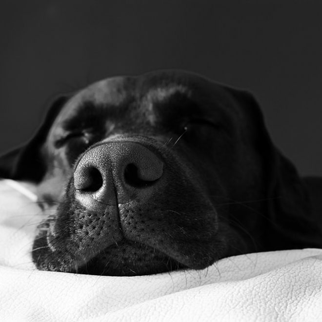 Sleeping Labrador Retriever — Animal Acupuncture in Medowie NSW