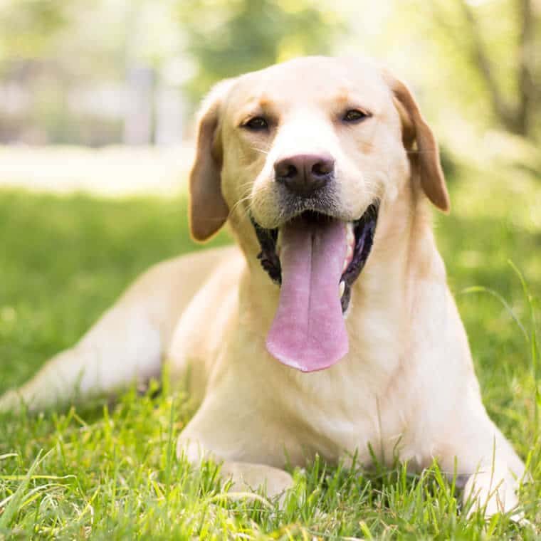 Labrador Retriever Resting on Grass — Animal Acupuncture in Medowie NSW