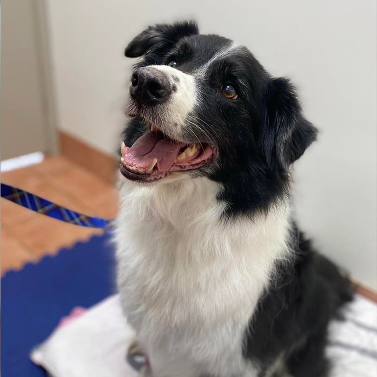 Tiny Puppy — Animal Physiotherapy in Maitland NSW