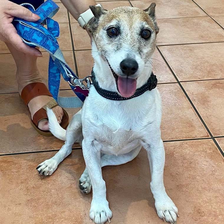 Dog at the Vet Rehab — Animal Rehabilitation in Port Stephens NSW